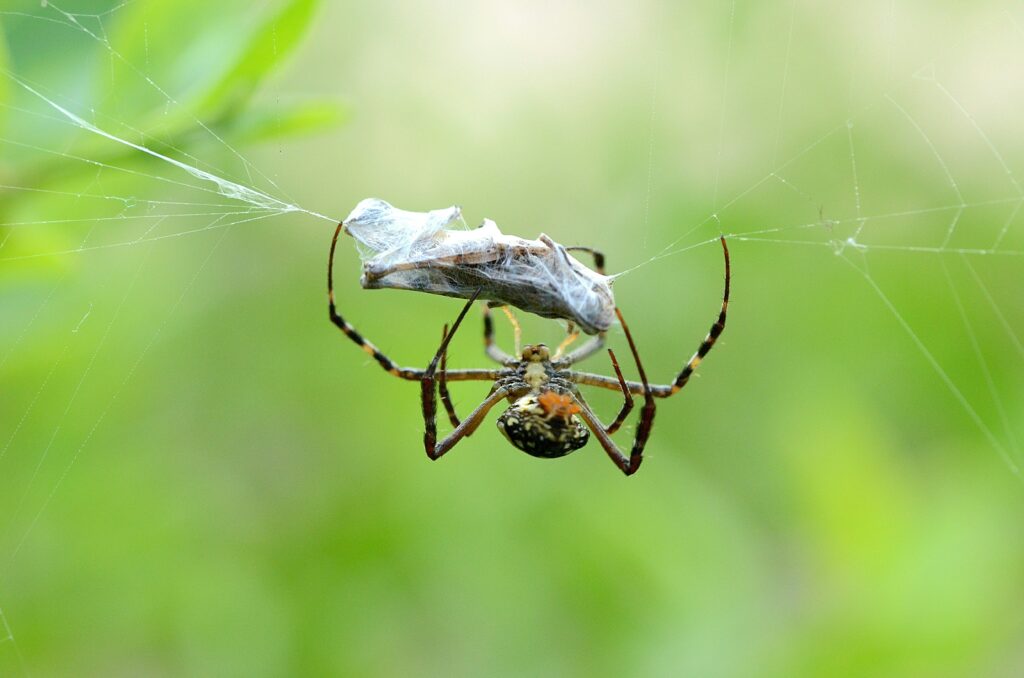 Spider injecting venom into prey as a survival mechanism.