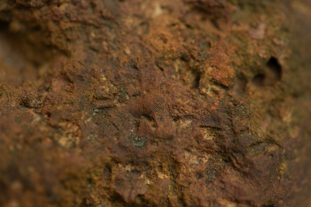 Fossil-rich rock similar to the Rhynie Chert under magnification.