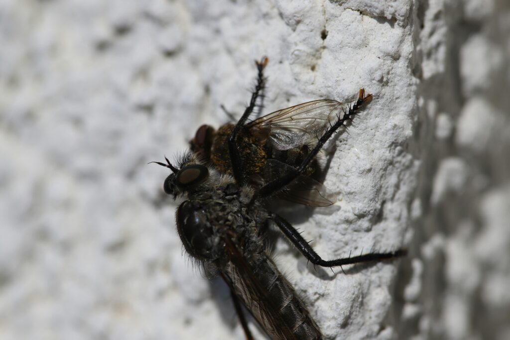 Crypt keeper wasp emerging from parasitized host.