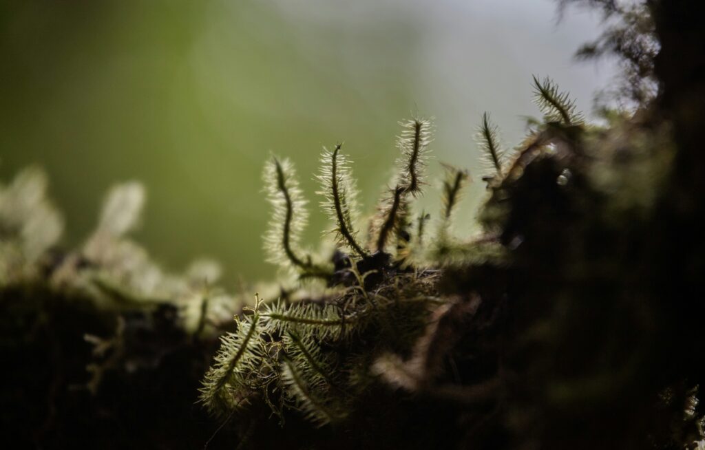 Primitive funnel-web spider camouflaged under moss in a forest