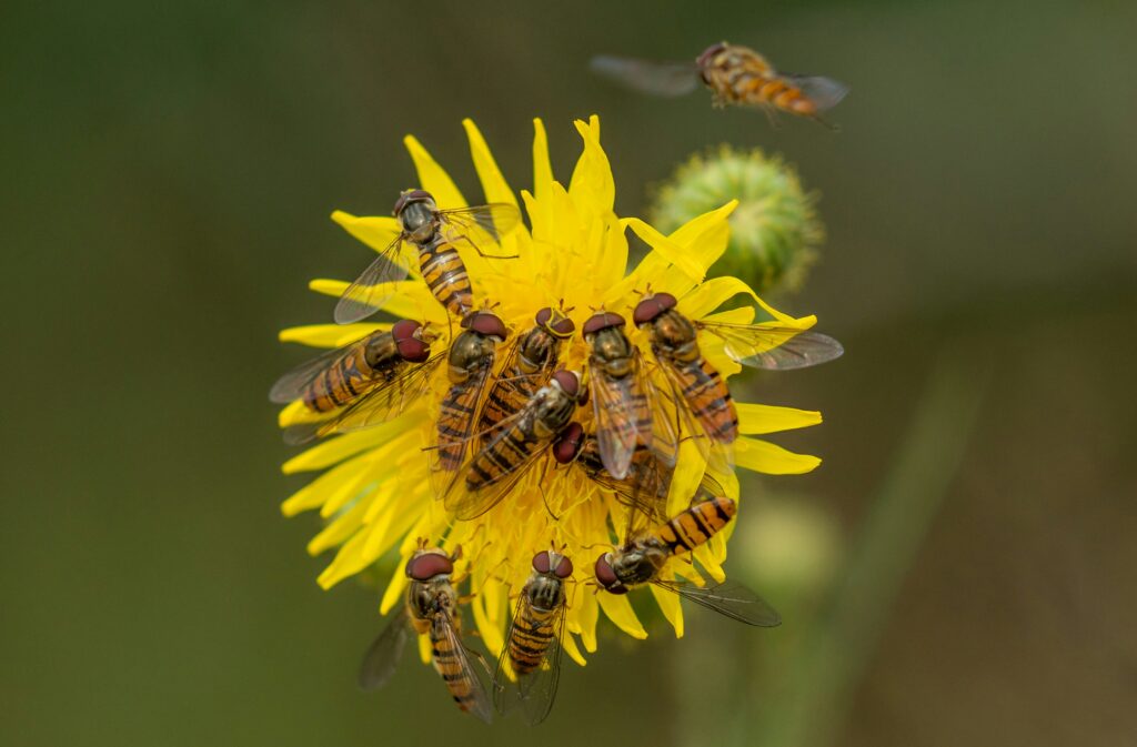 Bee shooting wax or resin to protect the hive.