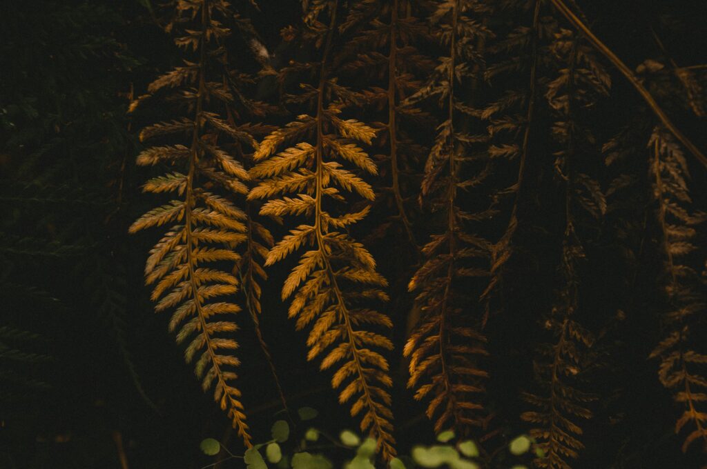 Lush ferns providing a perfect balance of humidity and aesthetics in an insect enclosure.