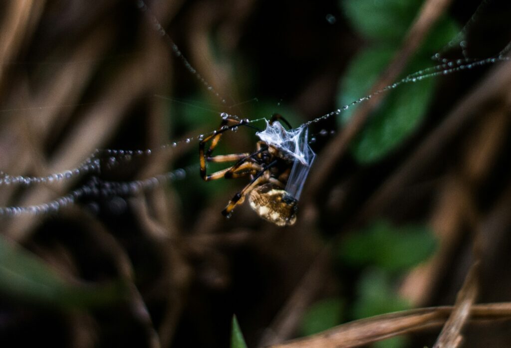 Spider injecting venom into prey using sharp fangs.
