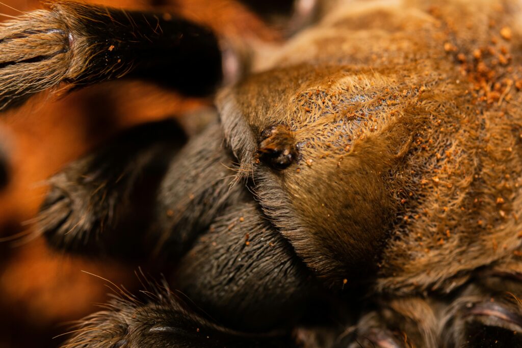 A tarantula resting peacefully in its habitat after handling, showing signs of calm behavior
