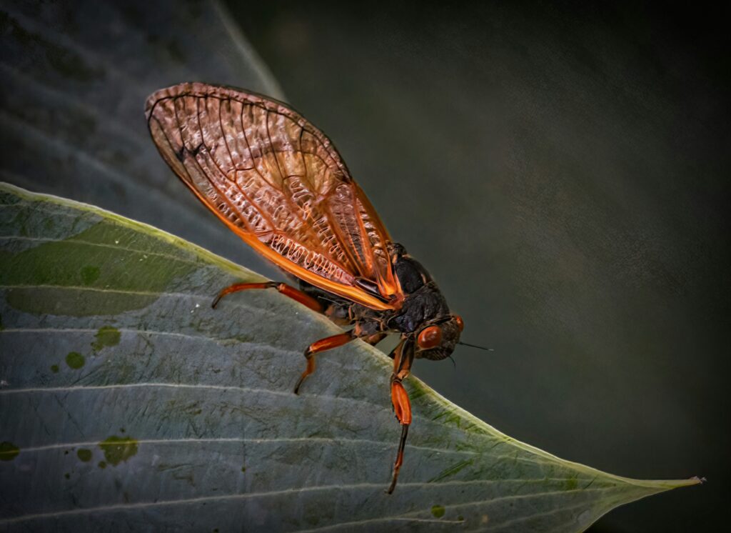 Various intelligent insects showing unique survival strategies.