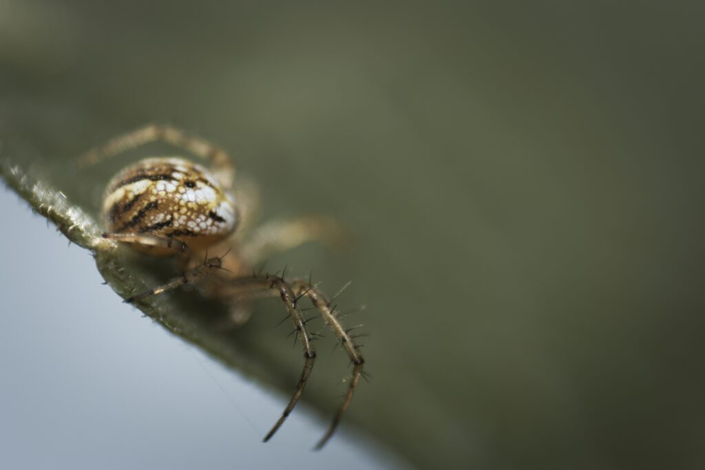 A fishing spider feeding on its aquatic prey
