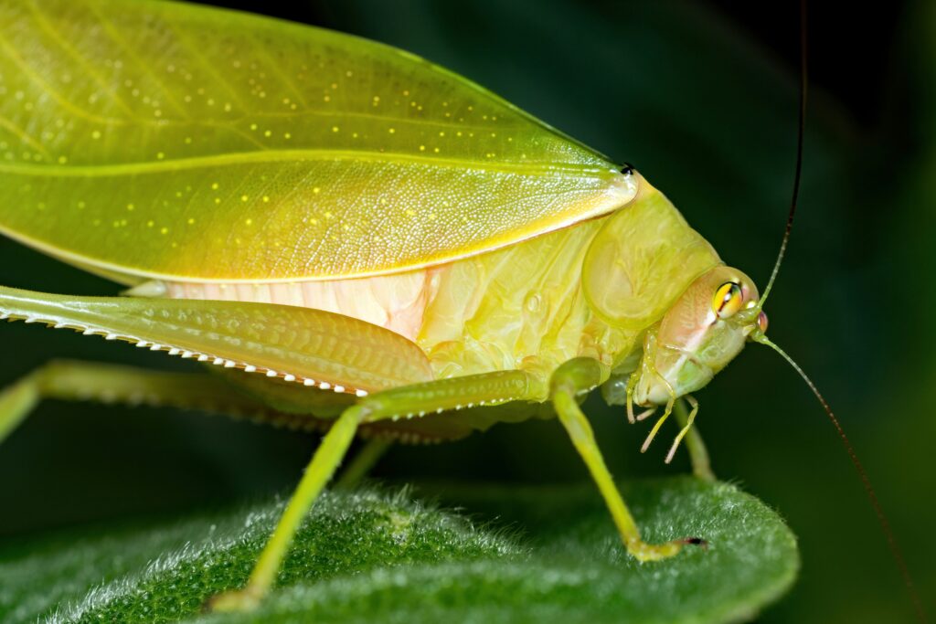 Detailed view of a leaf insect’s wing structure mimicking leaves.