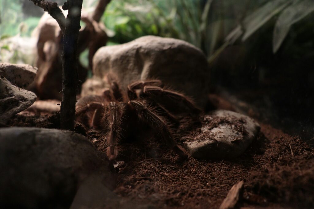 A peaceful tarantula habitat with plenty of hiding spaces and natural substrate for comfort and security