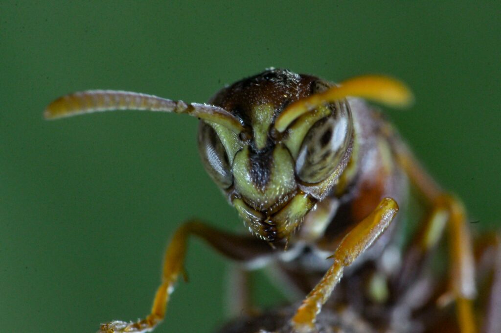 Clean and parasite-free insect under care.
