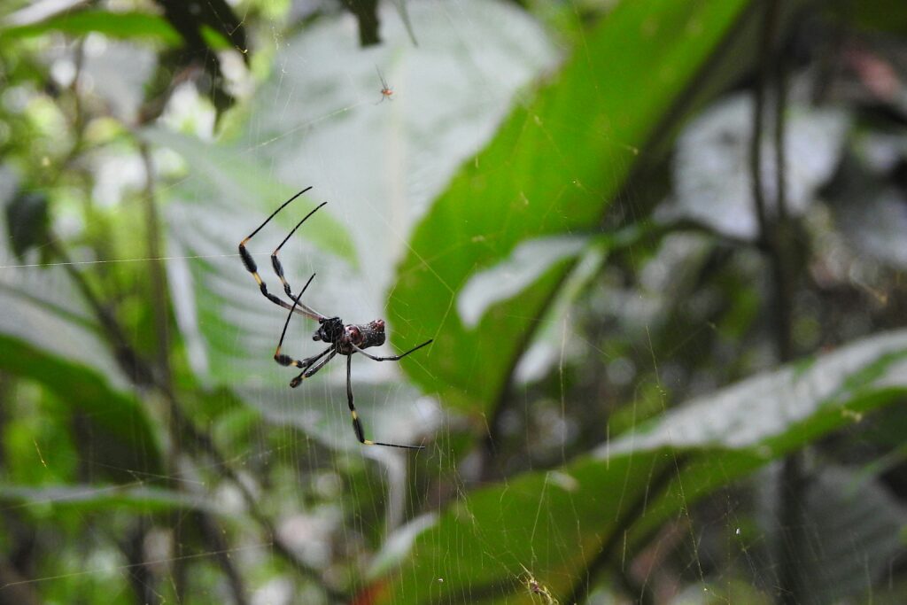 Scientist studying spider burrows for conservation insights