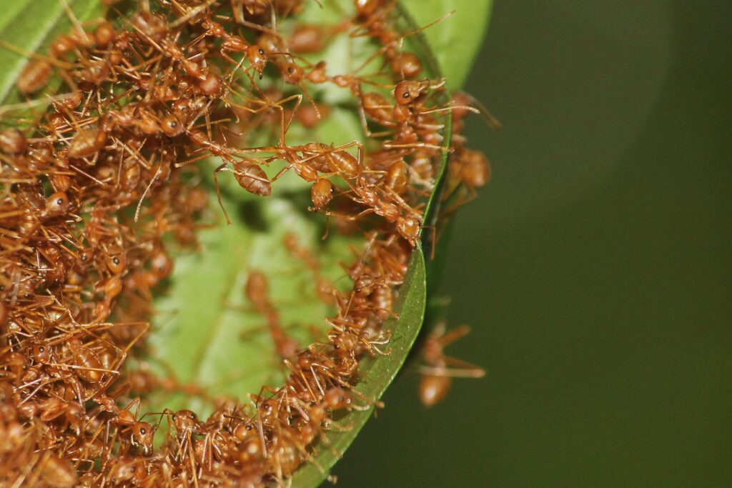 Ant-aphid farming's broader impact on surrounding ecology.