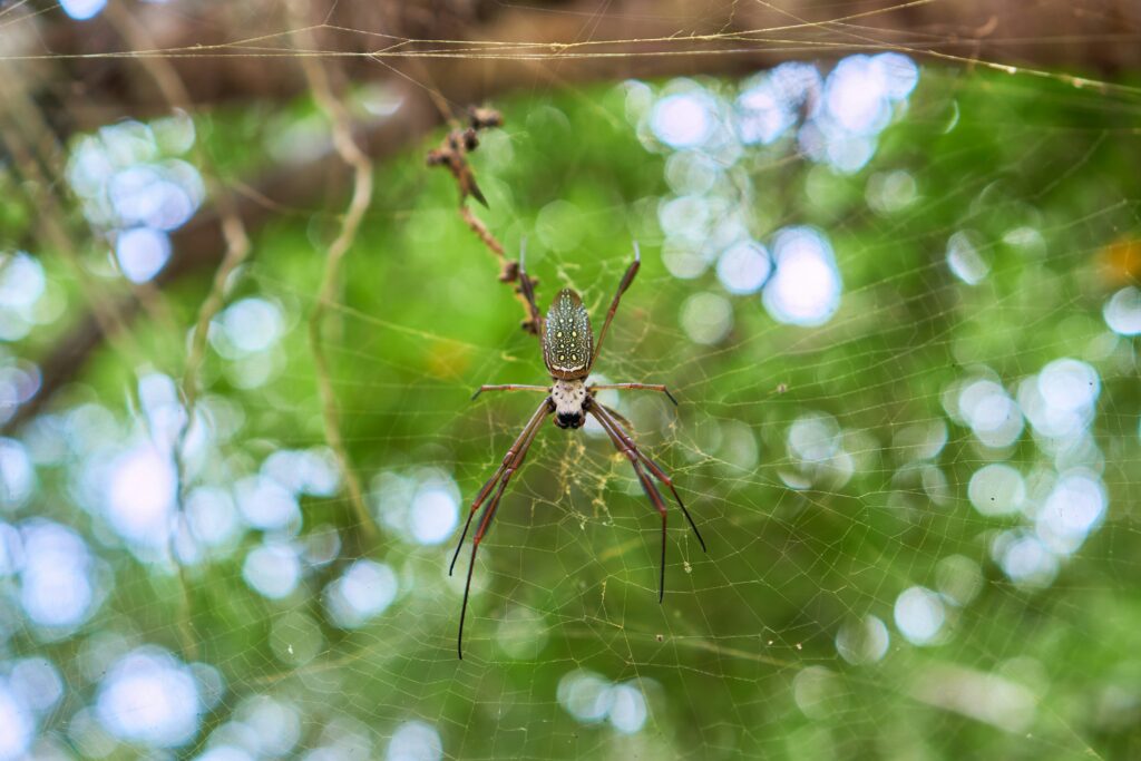 Bolivian wandering spider on the rainforest floor at night