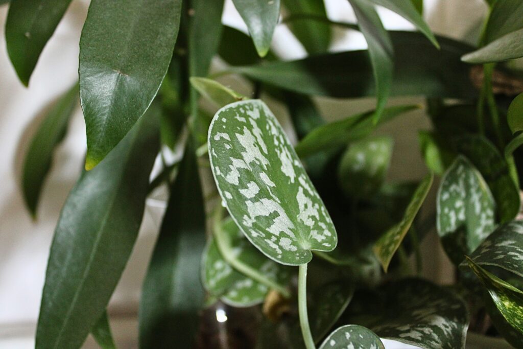 A lush pothos plant growing inside an insect habitat enclosure.