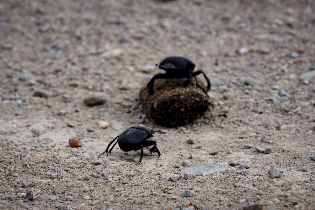 Methods to attract ground beetles in gardens and parks.
