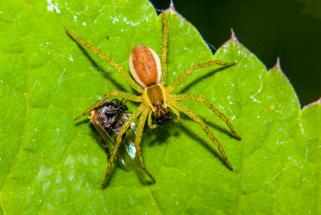Spider using fake burrow during mating behavior