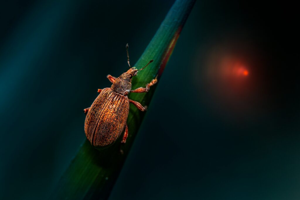 Bioluminescent click beetle glowing in the dark.