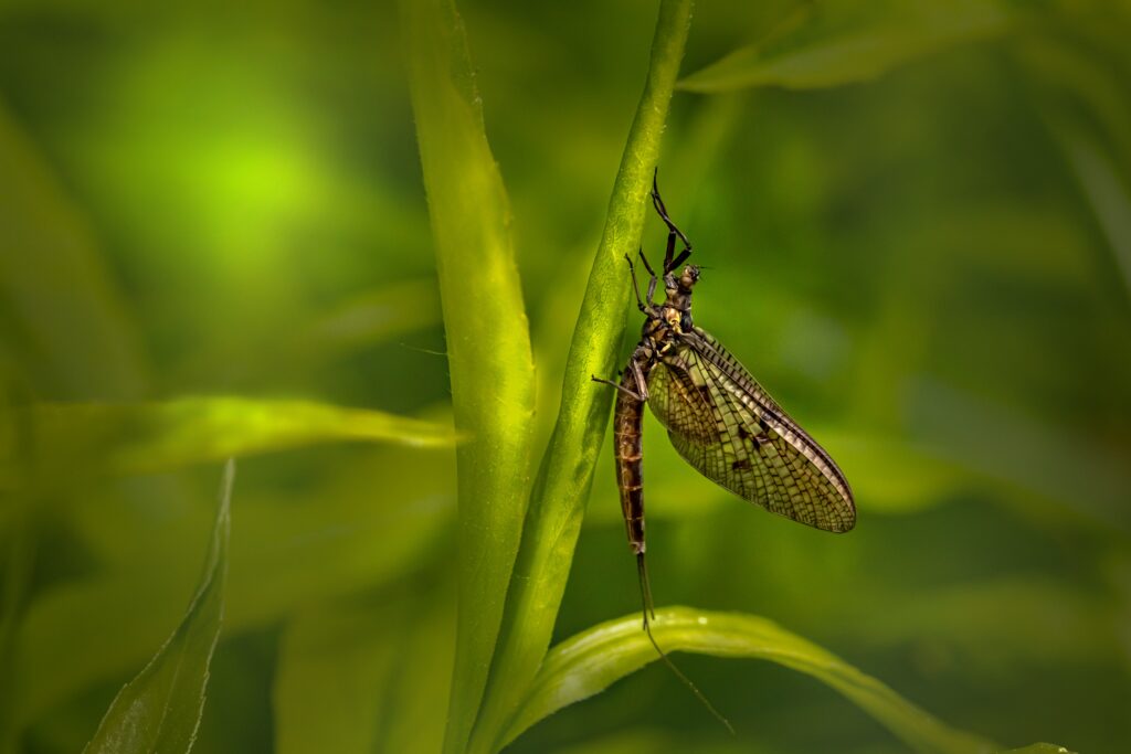 Inactive insect conserving energy in a calm environment.