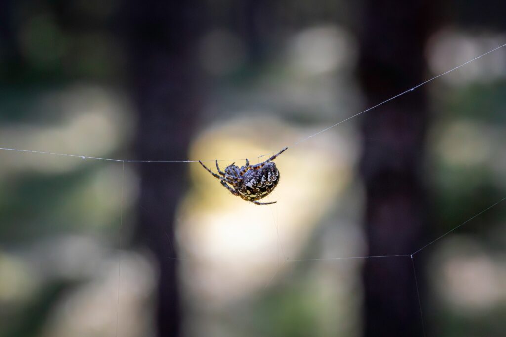 Paralyzed prey caught in a web, showing energy-saving strategy.