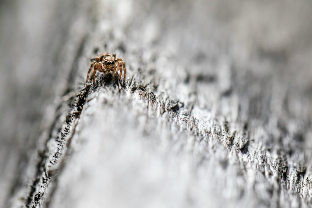 Spider using fake burrow to deceive predators