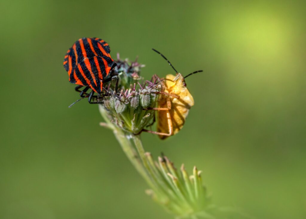 Various fast-moving insects compared for speed.