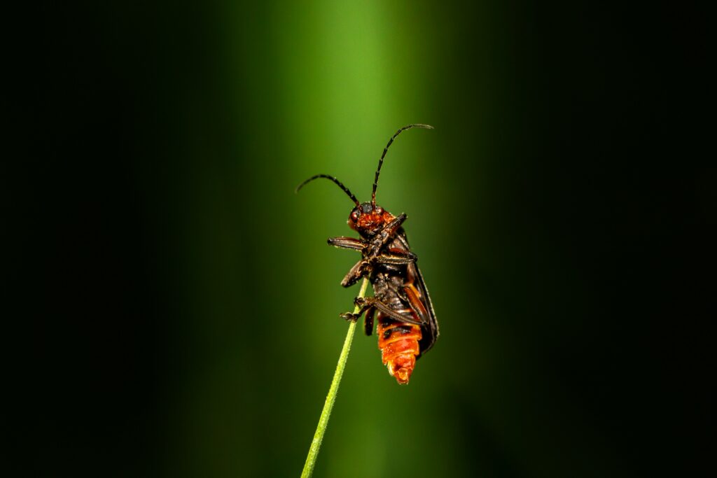 Orange spotted cockroach with bright markings.