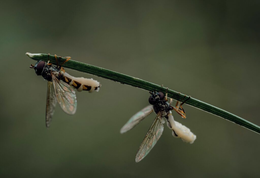 Insect comparison between wild and captive environments.