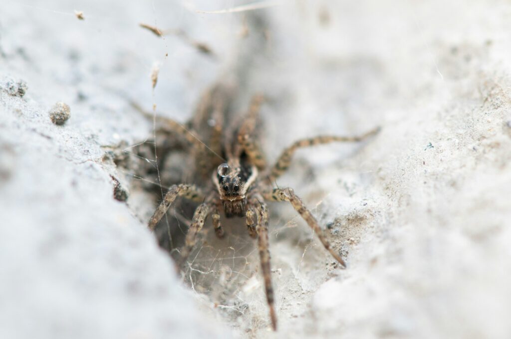 Mediterranean recluse spider hiding in an old, neglected room