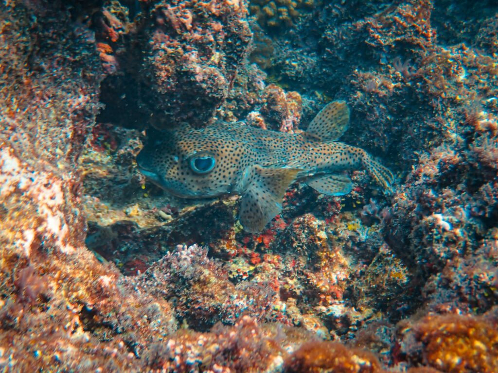 Cuttlefish changing skin color to blend with surroundings.
