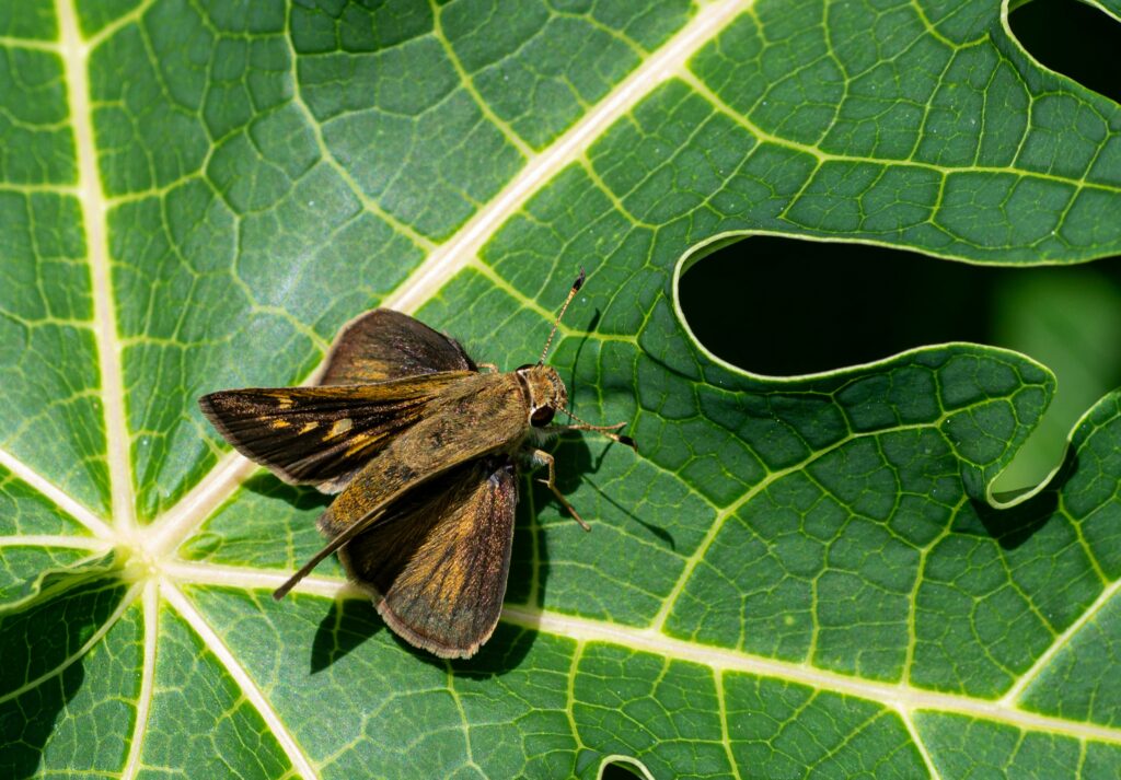 Insect nymph covered in its own feces for protection.