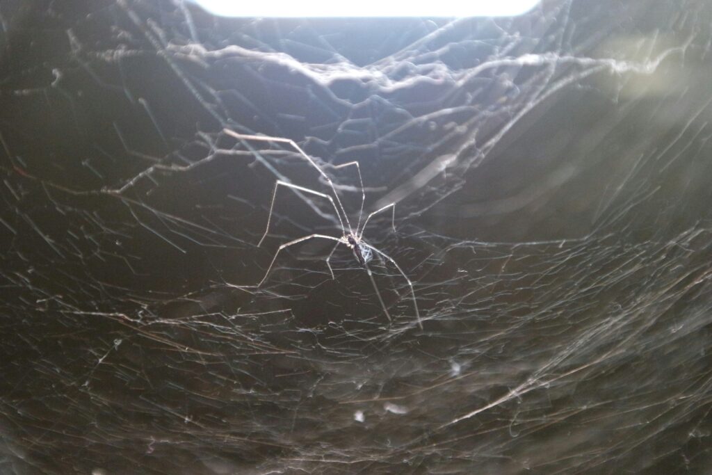European funnel-web spider near its dark burrow entrance