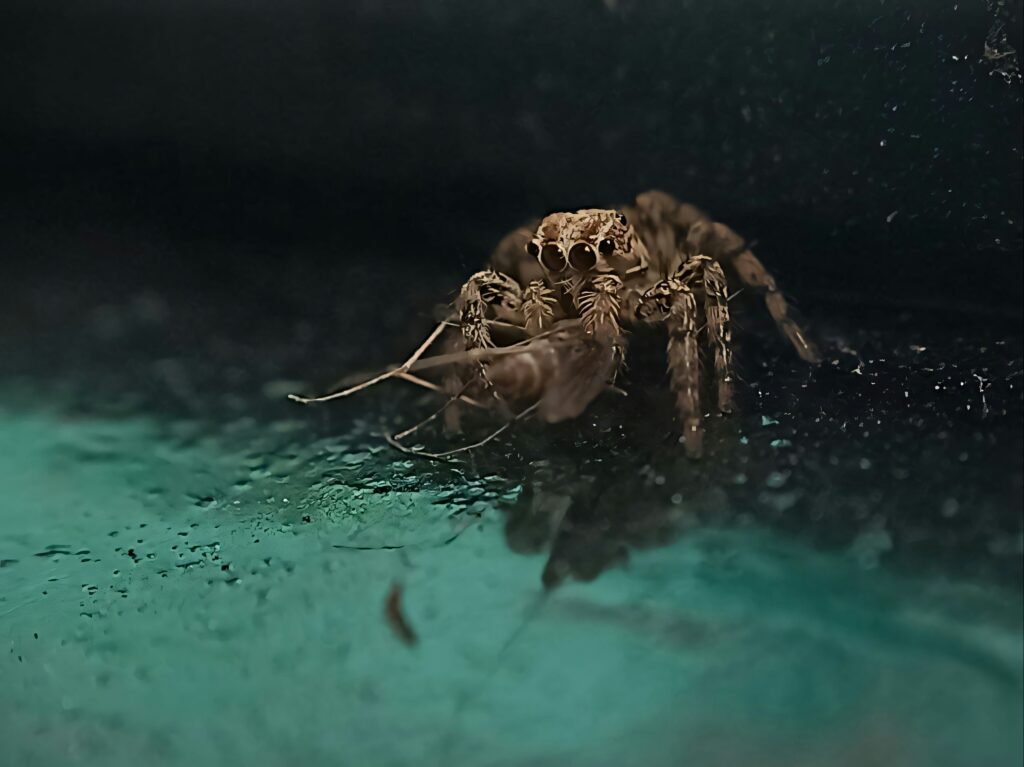 A fishing spider calmly walking on the surface of still water