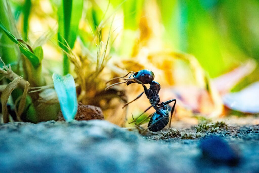 Insect protected indoors from extreme weather.