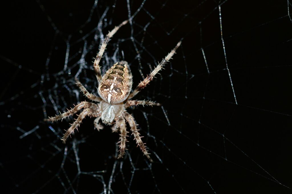 A collage showing the world’s most venomous spiders ranked by toxicity