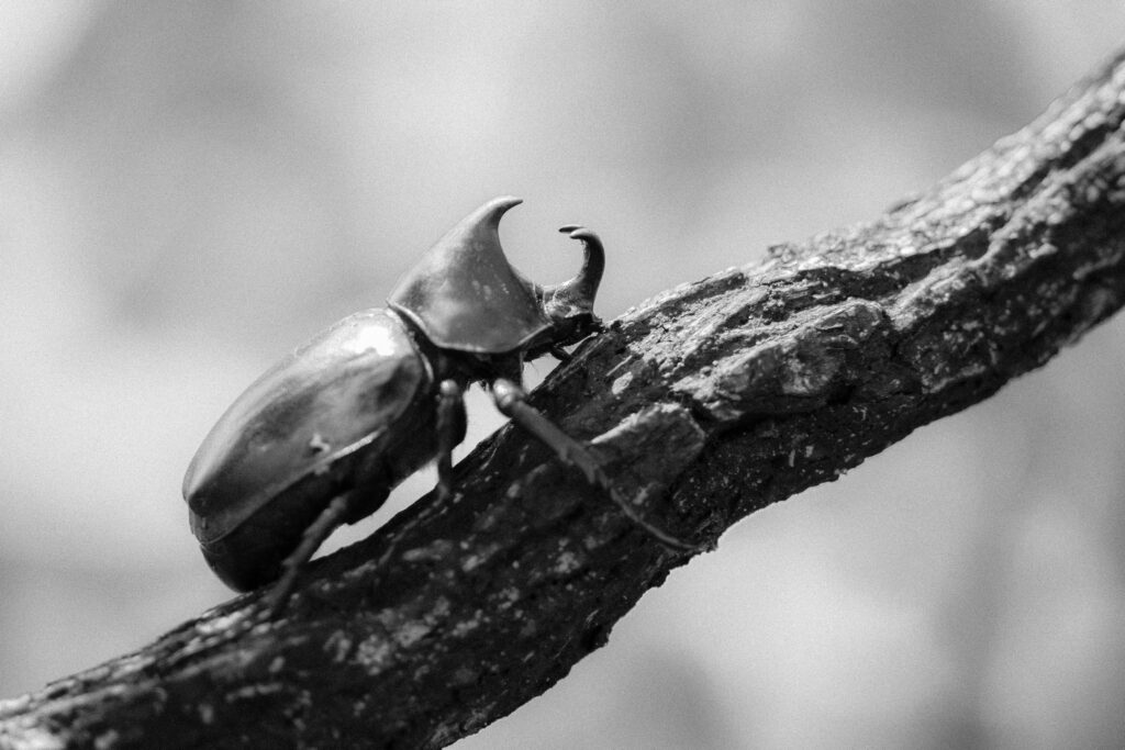 Life stages of a ground beetle from larva to adult.
