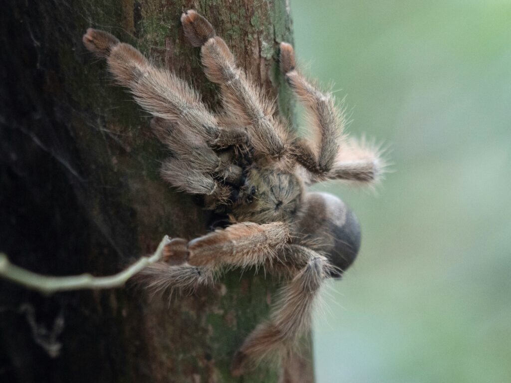 Safe handling of a pet tarantula without stress