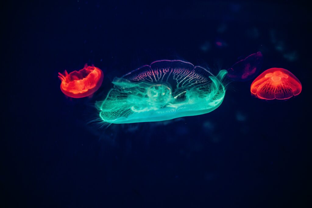 Scientist studying bioluminescence for biomedical use.