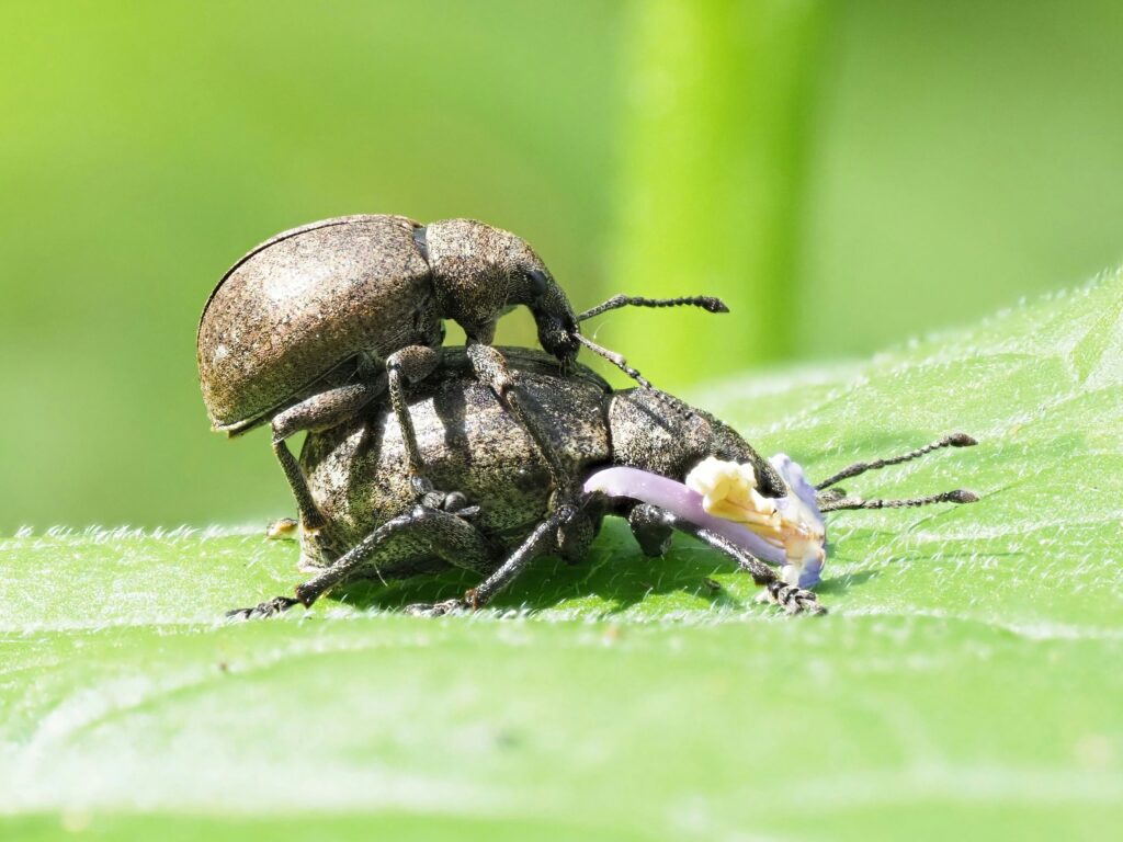 Ground beetle using specialized techniques to catch prey.