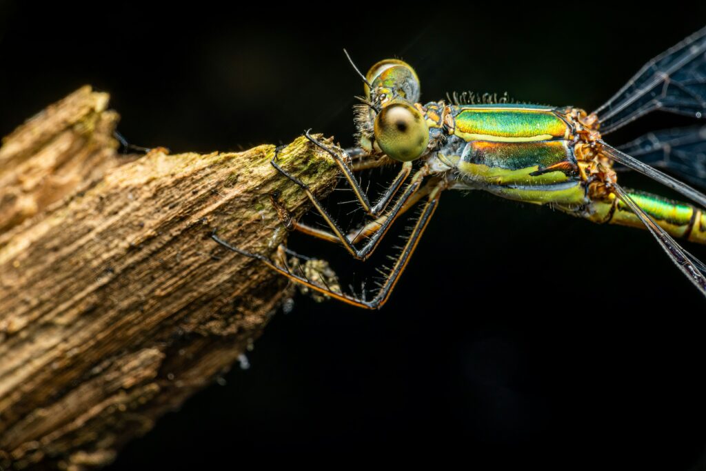 Fossilized insect showing evolutionary adaptations over time.