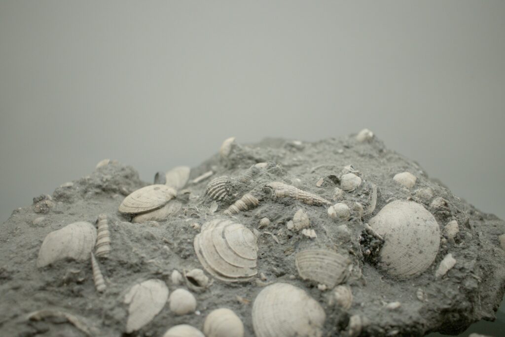 Researcher exploring terrain in search of future fossil discoveries.
