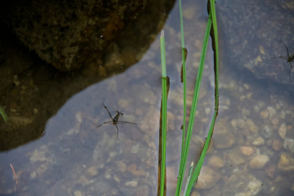 A close-up of spider legs detecting water vibrations