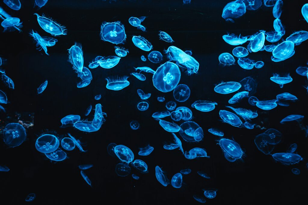 Bioluminescent glow in jellyfish, fungi, or other species.