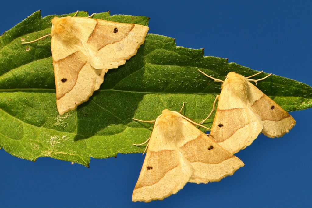 Multiple leaf insect species with varied shapes and sizes.