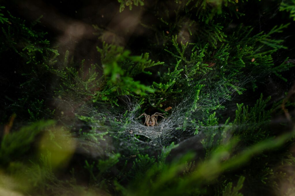 A fishing spider hiding among vegetation for protection