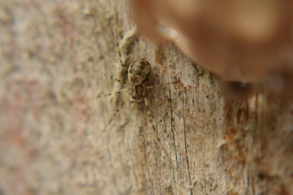 Soldier termite using defensive chemical secretion.
