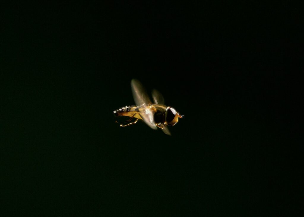 High-speed flying insects competing for the speed title.