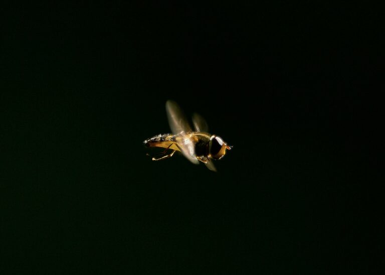 How Fireflies Produce Light Without Heat – The Science of ...