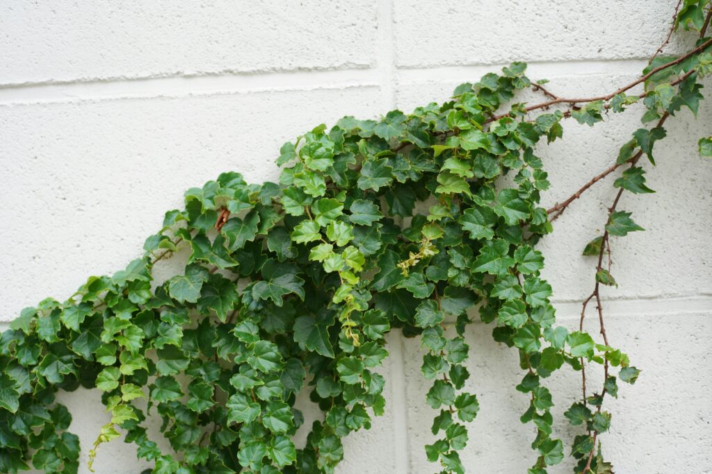 Climbing plants in an insect enclosure providing vertical spaces for insects.