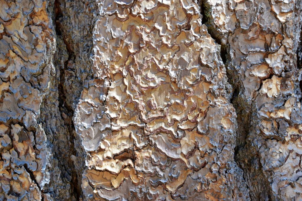 Termite mound adapting to external environmental conditions.