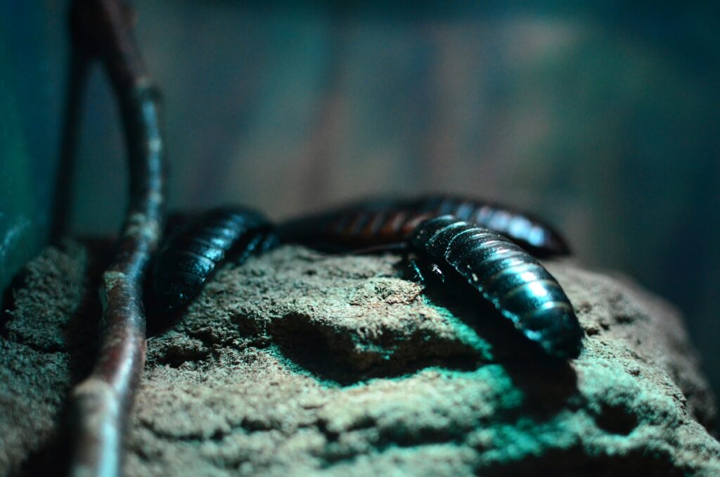 Close-up of a Madagascar hissing cockroach, a popular exotic pet.