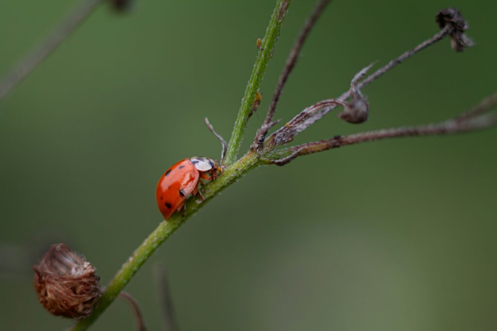 Insect in the wild exposed to natural threats and short lifespan.
